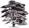 Cedar Metals