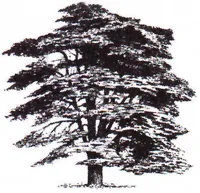 Cedar Metals logo