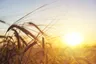 Machine Learning in the Field for More Successful and Eco-Friendly Farming