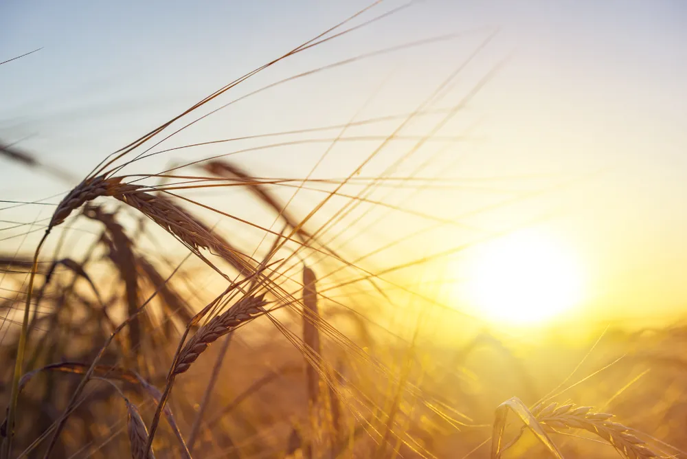 Rice crop life-cycle optimisation for Indian farmers using IoT sensing and machine learning featured image